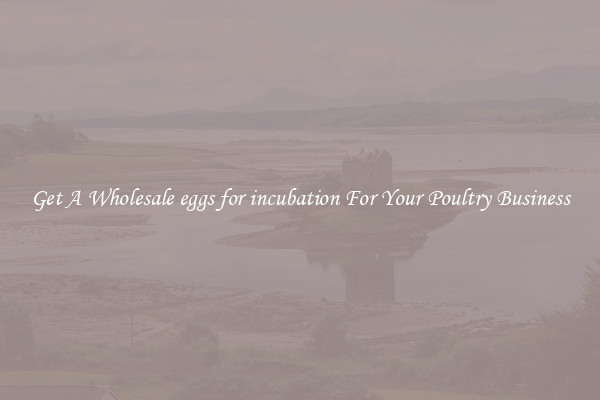 Get A Wholesale eggs for incubation For Your Poultry Business